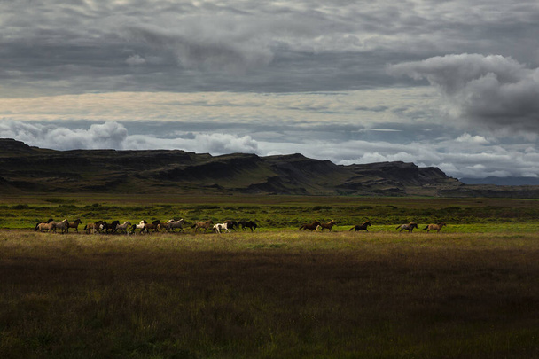 paisaje en Islandia. Una horda de caballos cabalga en medio de un prado verde. el cielo está lleno de nubes y podemos ver rayos del sol entre las nubes
 - Foto, Imagen