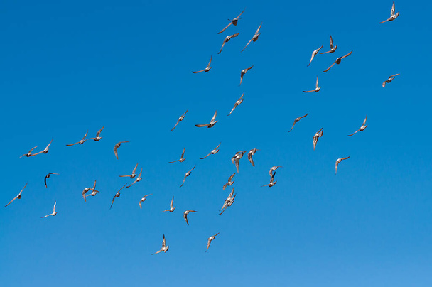 Una bandada de palomas volando en el cielo azul. desenfoque de movimiento
 - Foto, Imagen