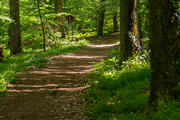 Procházková stezka lesem na Lembersku, Porýní-Falcko, Německo - Fotografie, Obrázek