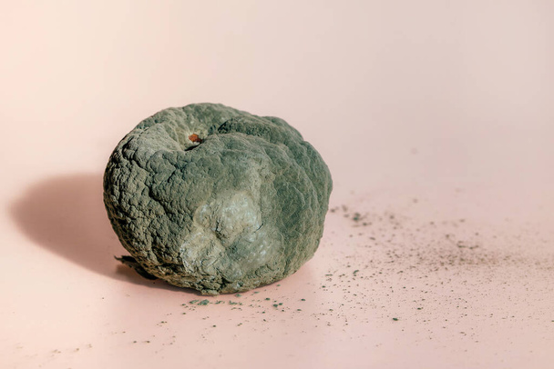 Гнилой мандарин. Испорченный мандарин с зеленой плесенью и грибком на коралловом фоне
 - Фото, изображение