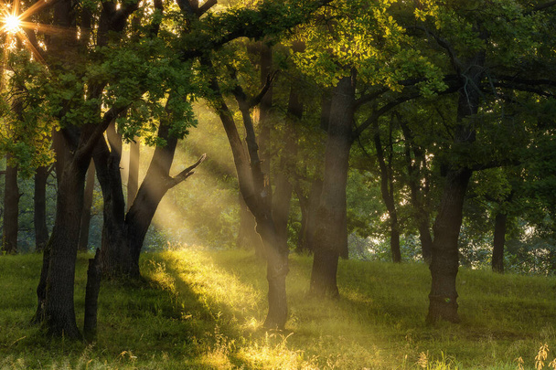 green forest and sun rays - Φωτογραφία, εικόνα