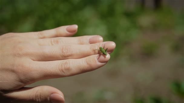 Small green locust or grasshopper sits on womans hand against background of green field or garden - Footage, Video