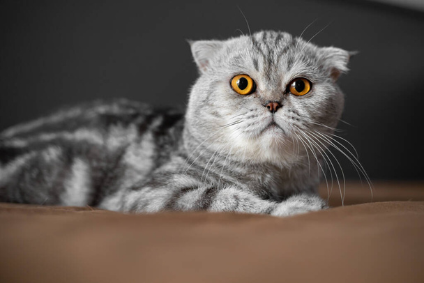 Playful scottish fold cat on the bed. Closeup scottish fold cat is so cute. So cute cat in the bedroom. - Фото, зображення