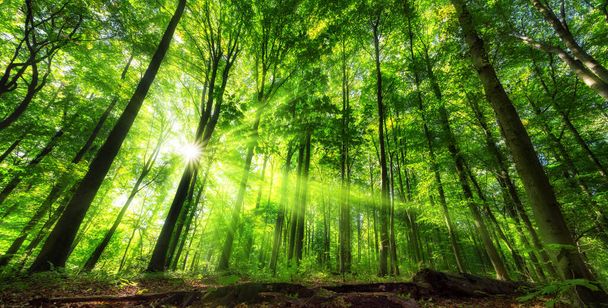 緑豊かな森の中の照明の葉の鮮やかなパノラマの景色、鮮やかな色と日光の光線 - 写真・画像