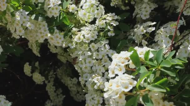Mehiläinen kaunis valkoinen Spiraea alba kukkia kerätä siitepölyä HD. Kapealehtinen niittymakea kukkivat pensaat, vaalea morsiamen mato, pipestem kukka. Hunajan tuotanto. Kevät kesä kukka luonto näytönsäästäjä
. - Materiaali, video