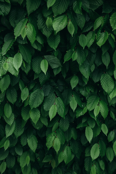 Vue rapprochée du motif naturel vert foncé des feuilles de buisson. Contexte vertical
. - Photo, image