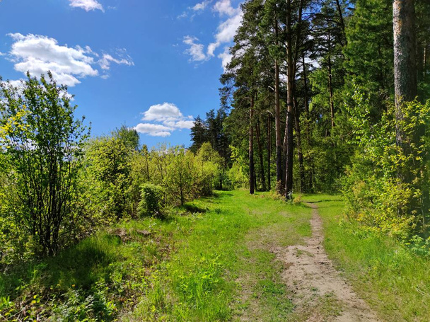 sentier près de la forêt parmi les arbres verts et les buissons par une journée ensoleillée contre un ciel bleu avec des nuages
 - Photo, image