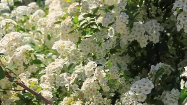 Bee on beautiful white Spiraea alba flowers collecting pollen HD. Narrowleaf meadowsweet blooming bushes, pale bridewort, pipestem flower. Honey production. Spring summer floral nature screensaver. - Footage, Video