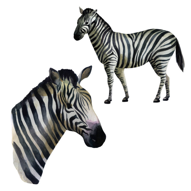 Aquarell-Illustrationsset vorhanden. Zebra auf der Seite stehend, Porträt eines Zebras. - Foto, Bild