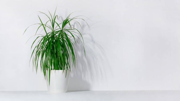Green houseplant palm tree in a pot against a white wall. - Foto, Imagem