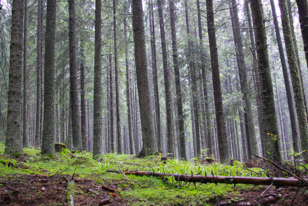 Δάσος πεύκων στην Τρανσυλβανία, Ρουμανία. Σιωπηλό δάσος με κοσμικά δέντρα βαθιά στη φύση στην Τρανσυλβανία, Ρουμανία - Φωτογραφία, εικόνα