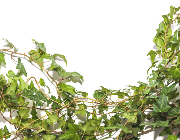 Ветви зеленого плюща на белом фоне
 - Фото, изображение