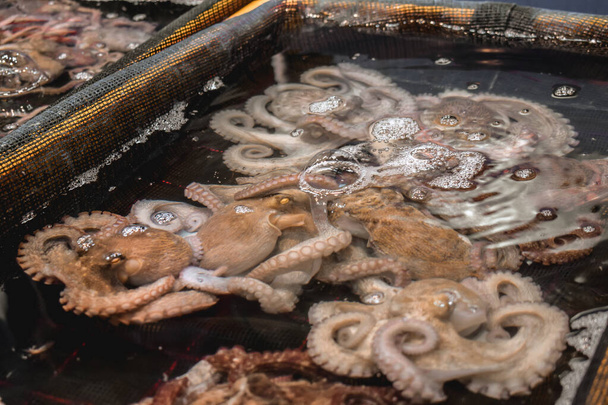 Żywe ośmiornice w zbiorniku czekającym na sprzedaż w restauracji na łowisku w Seulu Korea Południowa - Zdjęcie, obraz
