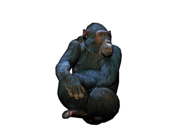 Siyah kürklü yaşlı goril etrafta oturuyor. - Fotoğraf, Görsel