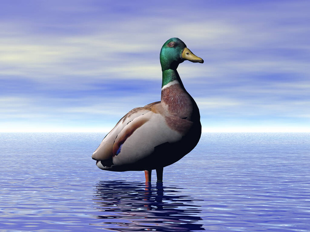 Mallard duck with green neck waddles around - Photo, Image