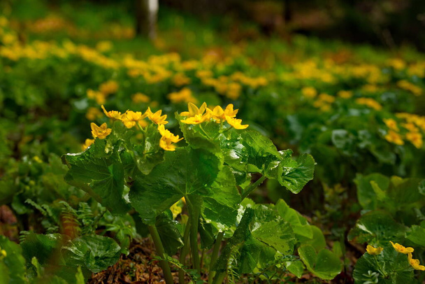 Ρωσία, Κουζνέτσκι Αλατάου. Κίτρινα ανοιξιάτικα λουλούδια στις βαλτώδεις όχθες του ποταμού Τομ. - Φωτογραφία, εικόνα
