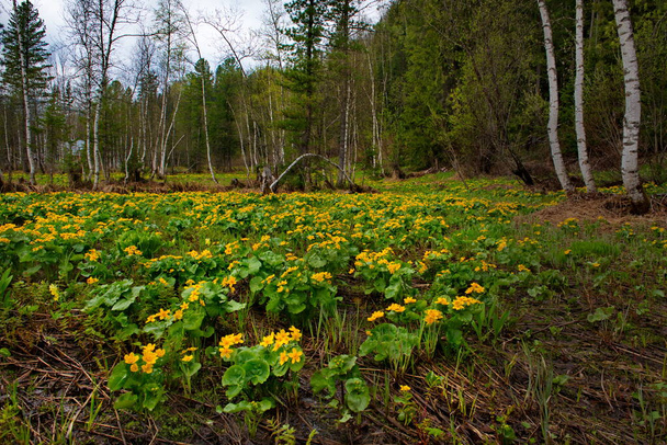 Росія, Кузнецький Алатау. Жовті весняні квіти на болотистих берегах річки Том.. - Фото, зображення