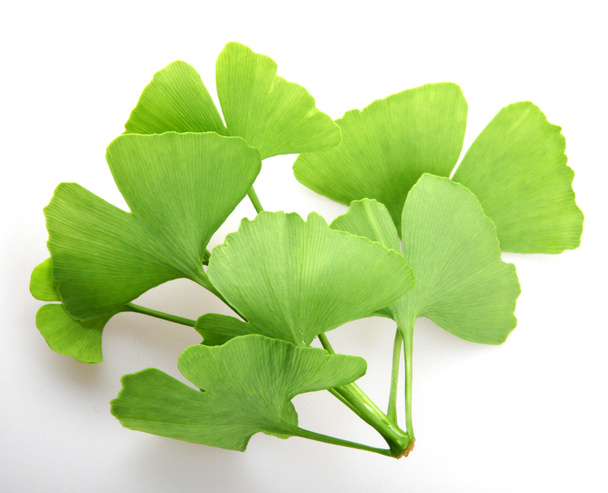 Leafs of Ginkgo biloba isolated on white background. Ginkgo biloba, commonly known as ginkgo or gingko, also known as the maidenhair tree, is the only living species in the division Ginkgophyta - Photo, Image