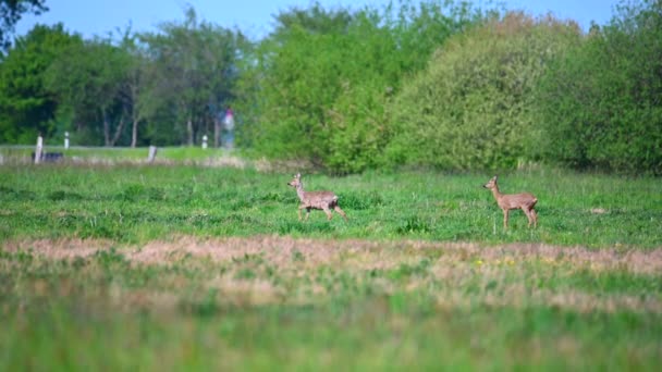dva jeleni stojí na zeleném poli a v pozadí je země silnice, která se používá - Záběry, video