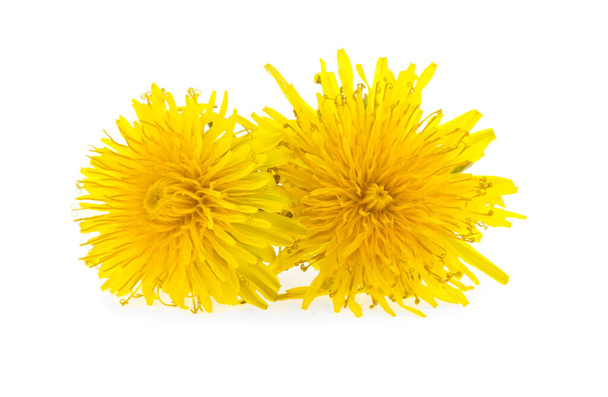 yellow flowers, dandelion on a white background, isolated. - Photo, Image