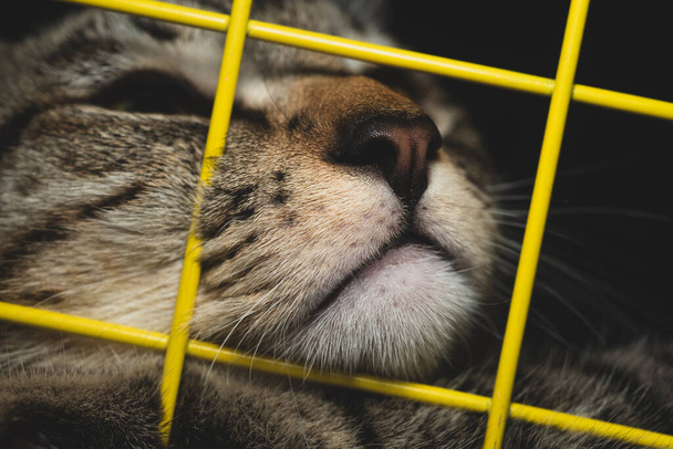 makro zblízka kočičího čenichu viděného z druhé strany brány - Fotografie, Obrázek
