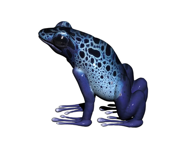 malá modrá otrávená žába z Amazonie - Fotografie, Obrázek