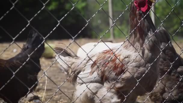 Pocos pollos y gallos en la cerca detrás de la cerca de eslabones de cadena de acero en el patio de la casa rural
 - Imágenes, Vídeo