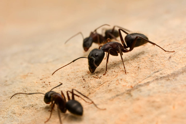 Belle Mâchoires fortes de fourmi rouge gros plan - Photo, image