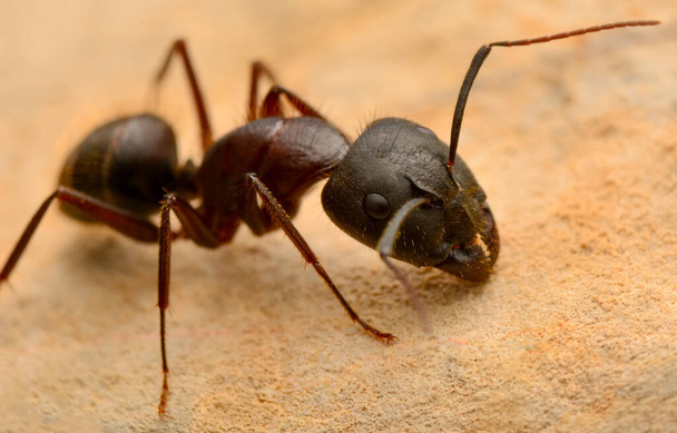Belle Mâchoires fortes de fourmi rouge gros plan - Photo, image