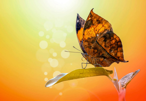 Мёртвая листовая бабочка, Каллима Инах, она же индийская листопад, стоящие крылья, сложенные на бамбуковой ветке, имитация мёртвого листа. - Фото, изображение