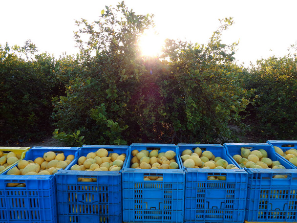 Gyümölcsös dobozok tele citrommal. Munkások szedés citrom és a kosár, hogy összegyűjtse a citrom a dobozba Murcia, Spanyolország - Fotó, kép
