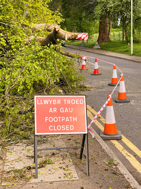 Dvojjazyčné znamení s "Footpath closed" v anglickém a velšském jazyce před stromem převálcovaným silnými větry - Fotografie, Obrázek