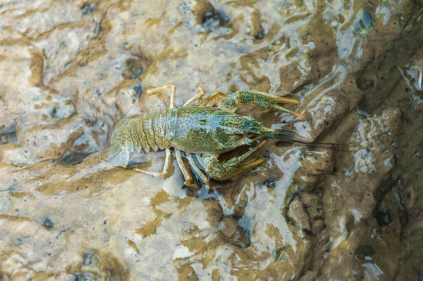 Junge Krebse sitzen im flachen Wasser. Nassbraun, schmutzig grün  - Foto, Bild
