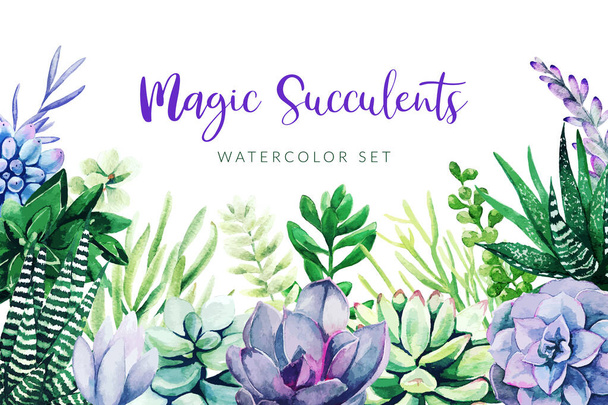 Violet cactus and succulents plants, horizontal background - Vecteur, image
