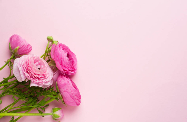 Beautiful bouquet of ranunculus flowers of pink color on a pink background. Flowers and buds. Copy space for tex - 写真・画像