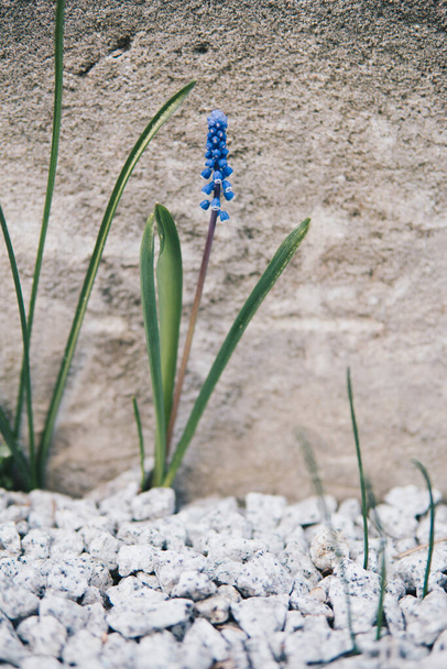 small blue flowers in front of concrete wall - 写真・画像