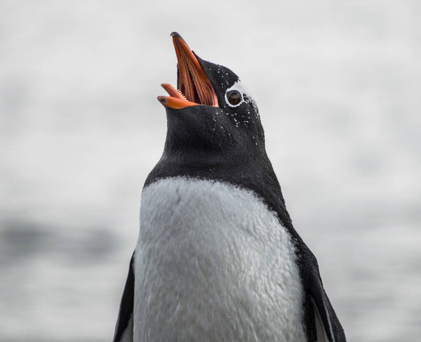 Пінгвін відкриває рот і випльовує язик. - Фото, зображення
