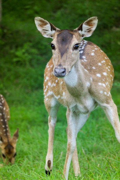 Adorable deer is Staring at Indian Forest - Photo, Image