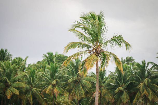 Kokosowe drzewo a w farmie - Zdjęcie, obraz