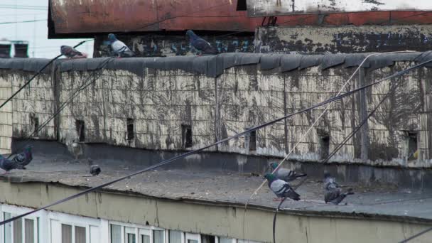 Tauben der Kot vom Dach eines alten UdSSR-Hauses in der Stadt. - Filmmaterial, Video