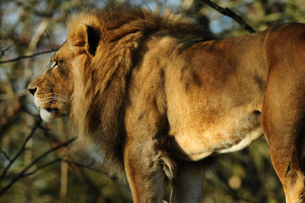 αφρικανικό λιοντάρι - Φωτογραφία, εικόνα