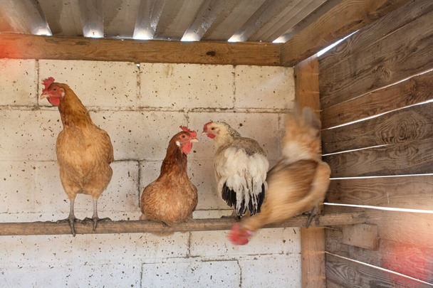 Galinhas sentadas em um poleiro em um galinheiro contra uma parede de tijolo branco
. - Foto, Imagem