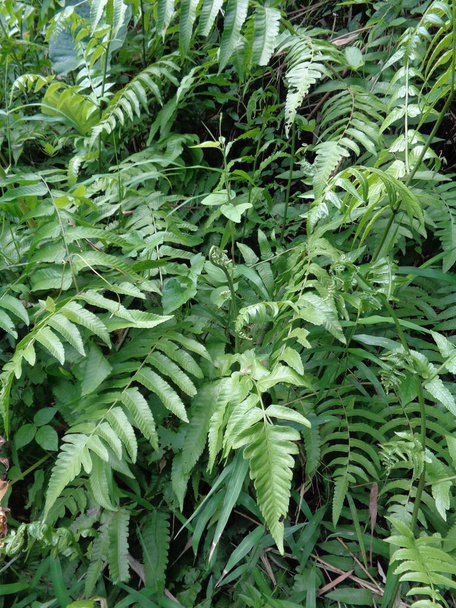 Green fern (Polypodiopsida, paku, pakis,  Polypodiophyta) with a natural background. It is a member of a group of vascular plants  that reproduce via spores and have neither seeds nor flowers. - Photo, Image