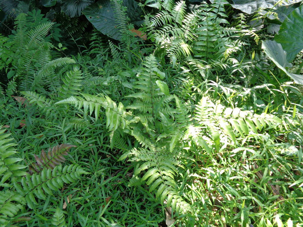 Green fern (Polypodiopsida, paku, pakis,  Polypodiophyta) with a natural background. It is a member of a group of vascular plants  that reproduce via spores and have neither seeds nor flowers. - Photo, Image