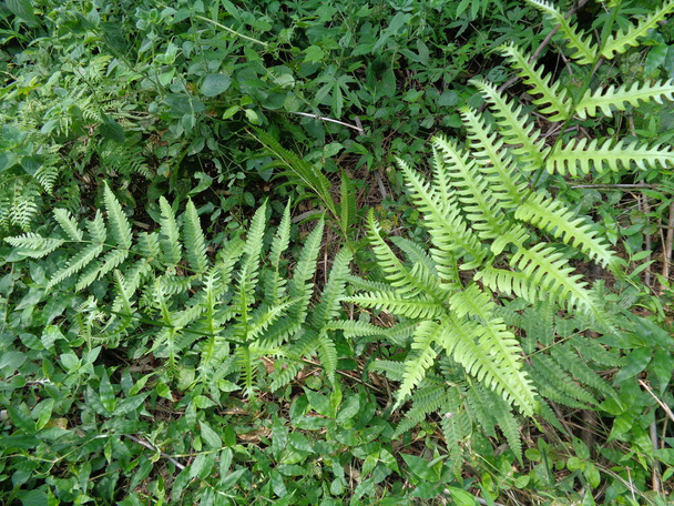Πράσινη φτέρη (Polypodiopsida, paku, pakis, Polypodiophyta) με φυσικό υπόβαθρο. Είναι μέλος μιας ομάδας αγγειακών φυτών που αναπαράγονται μέσω σπόρων και δεν έχουν ούτε σπόρους ούτε λουλούδια.. - Φωτογραφία, εικόνα