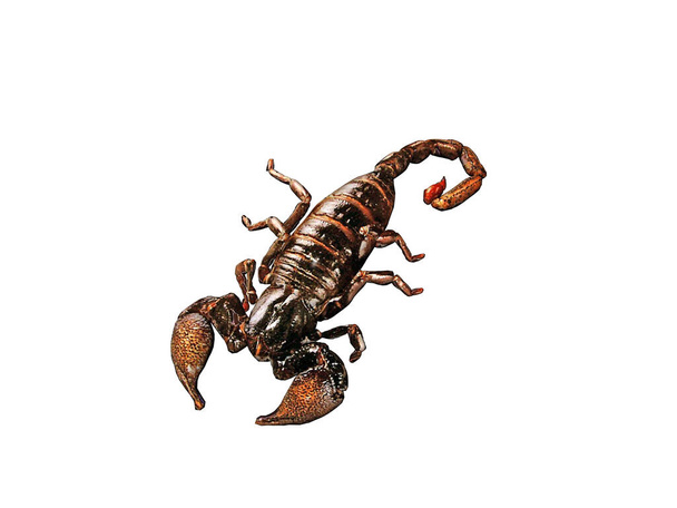 scorpion dangereux avec de grandes pinces et piqûre venimeuse
 - Photo, image