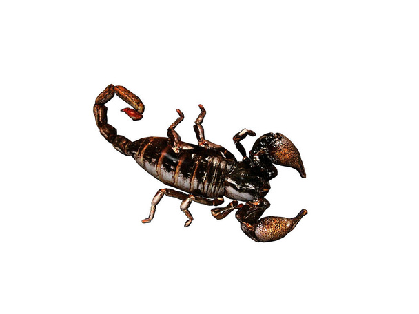 nebezpečný škorpión s velkými kleštěmi a jedovatým žihadlem - Fotografie, Obrázek