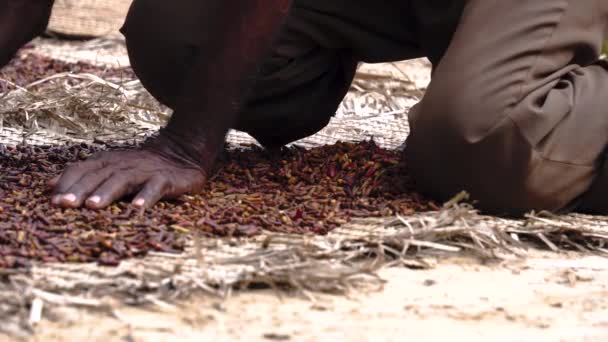 パンバ島、ザンジバル諸島、タンザニア、インド洋で乾燥したマットにクローブを広げるマン・ハンズ. - 映像、動画