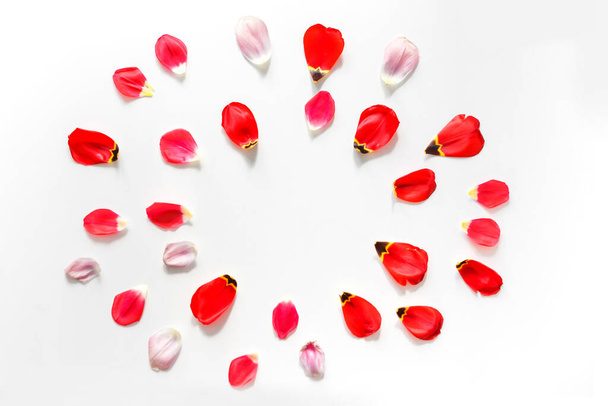 Blog için yuvarlak çiçek arka planı, lale çiçeği yapraklarından yapılmış. Düz yatıyordu. Beyazda izole edilmiş - Fotoğraf, Görsel