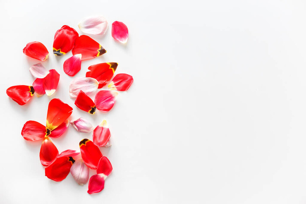 Flowers background made of tulip flower petals. Flat lay. Isolated on white. - Photo, Image